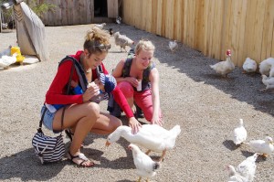 zoo3